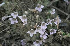 Lepidagathis cristata